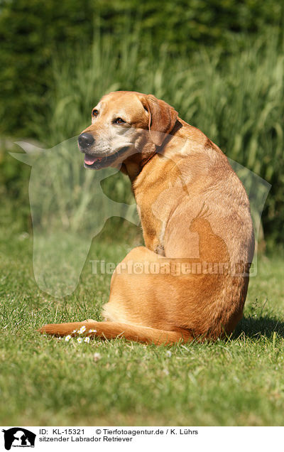 sitzender Labrador Retriever / sitting Labrador Retriever / KL-15321