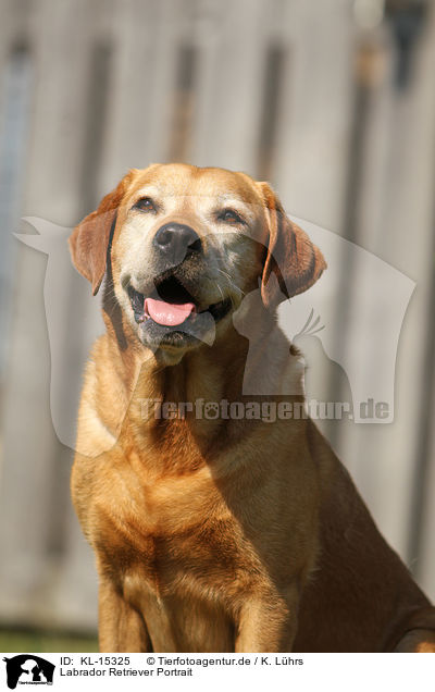 Labrador Retriever Portrait / Labrador Retriever Portrait / KL-15325