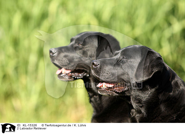 2 Labrador Retriever / 2 Labrador Retriever / KL-15326