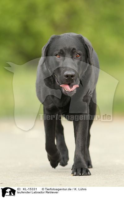 laufender Labrador Retriever / walking Labrador Retriever / KL-15331