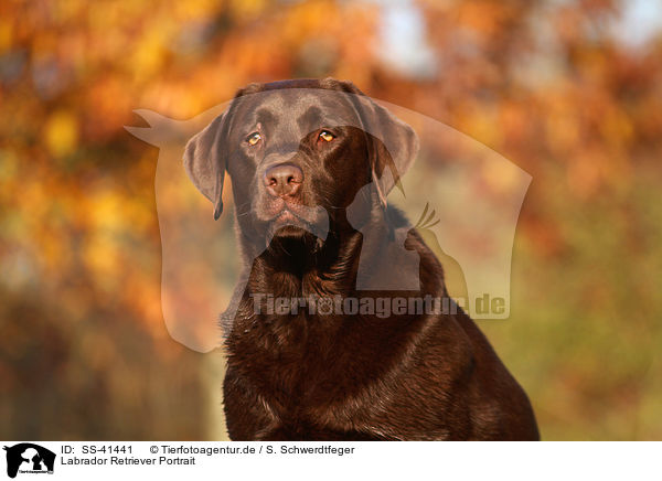 Labrador Retriever Portrait / Labrador Retriever Portrait / SS-41441