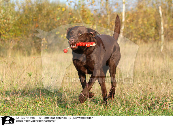 spielender Labrador Retriever / playing Labrador Retriever / SS-41465