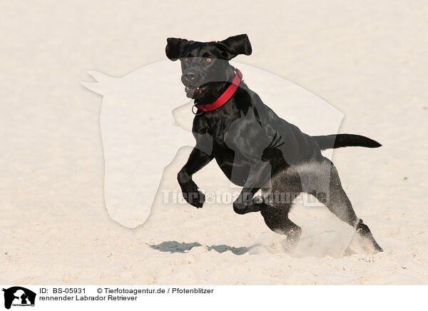 rennender Labrador Retriever / BS-05931
