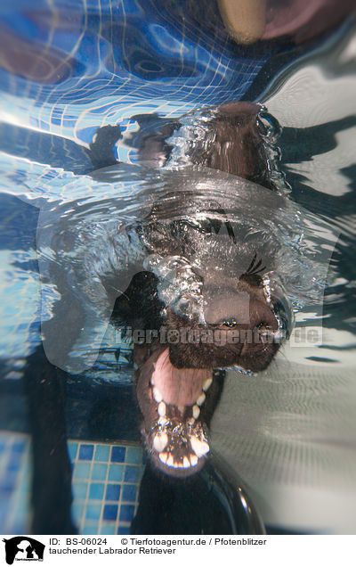 tauchender Labrador Retriever / diving Labrador Retriever / BS-06024