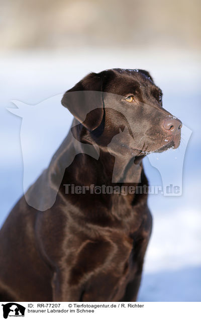 brauner Labrador im Schnee / brown Labrador in snow / RR-77207