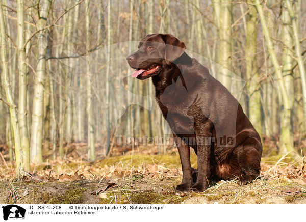 sitzender Labrador Retriever / sitting Labrador Retriever / SS-45208