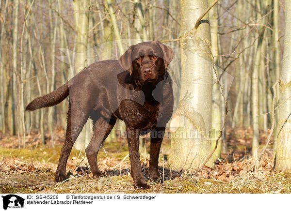 stehender Labrador Retriever / standing Labrador Retriever / SS-45209