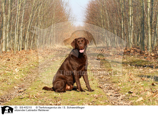 sitzender Labrador Retriever / sitting Labrador Retriever / SS-45210