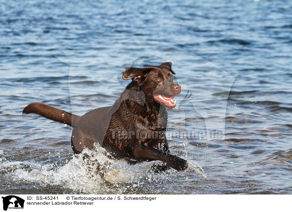 rennender Labrador Retriever / running Labrador Retriever / SS-45241