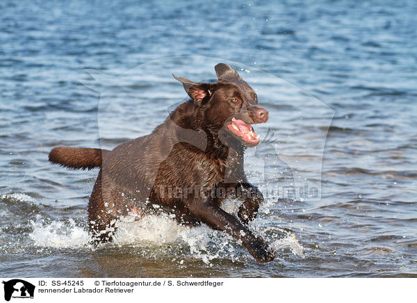 rennender Labrador Retriever / running Labrador Retriever / SS-45245
