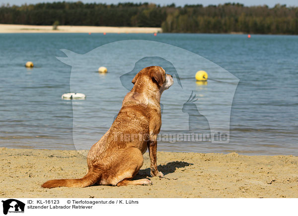 sitzender Labrador Retriever / sitting Labrador Retriever / KL-16123