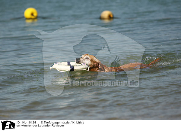 schwimmender Labrador Retriever / swimming Labrador Retriever / KL-16124
