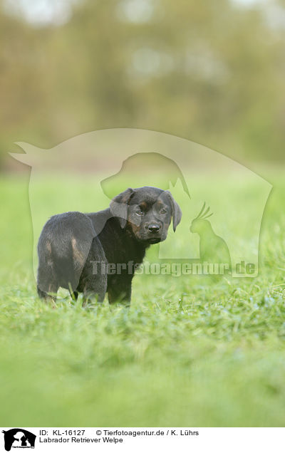 Labrador Retriever Welpe / Labrador Retriever Puppy / KL-16127