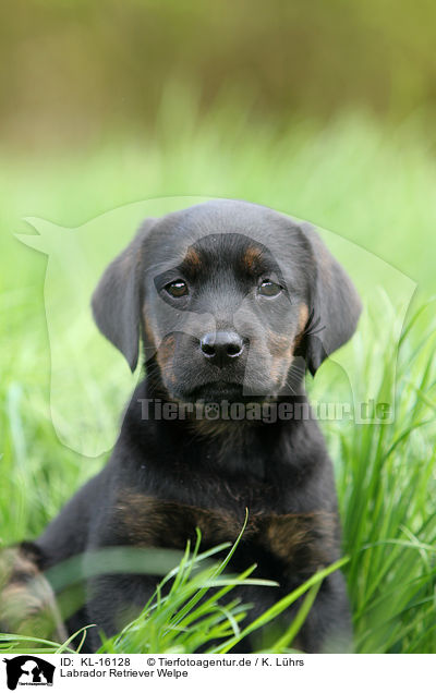 Labrador Retriever Welpe / Labrador Retriever Puppy / KL-16128