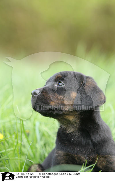 Labrador Retriever Welpe / Labrador Retriever Puppy / KL-16129