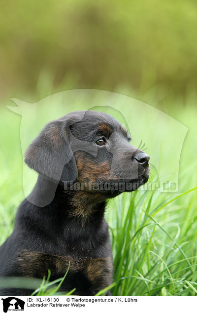 Labrador Retriever Welpe / Labrador Retriever Puppy / KL-16130