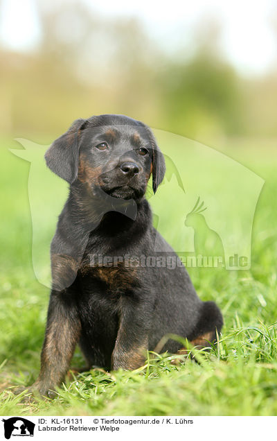Labrador Retriever Welpe / Labrador Retriever Puppy / KL-16131
