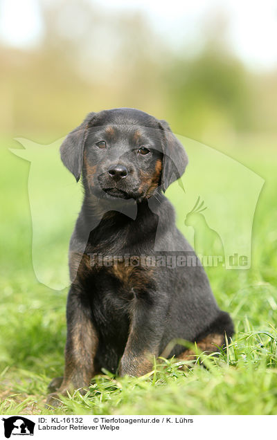 Labrador Retriever Welpe / Labrador Retriever Puppy / KL-16132