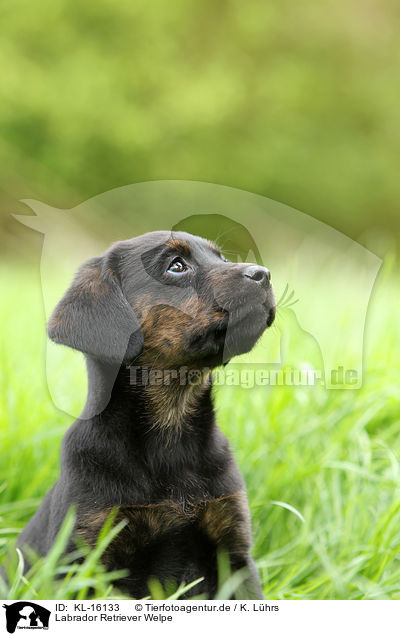 Labrador Retriever Welpe / Labrador Retriever Puppy / KL-16133