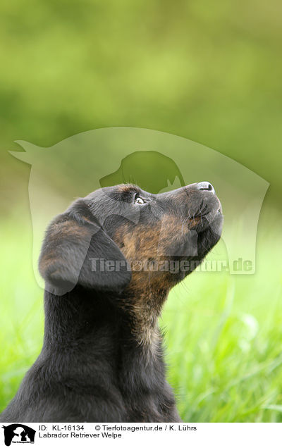 Labrador Retriever Welpe / Labrador Retriever Puppy / KL-16134