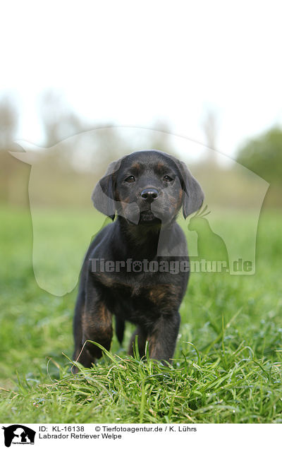 Labrador Retriever Welpe / Labrador Retriever Puppy / KL-16138