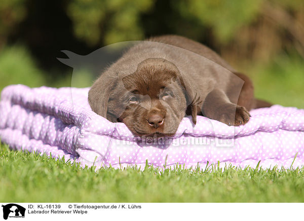 Labrador Retriever Welpe / Labrador Retriever Puppy / KL-16139