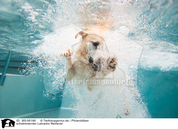 schwimmender Labrador Retriever / swimming Labrador Retriever / BS-06186