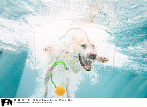 schwimmender Labrador Retriever / swimming Labrador Retriever / BS-06188