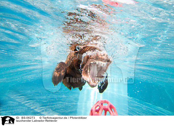 tauchender Labrador Retriever / diving Labrador Retriever / BS-06273