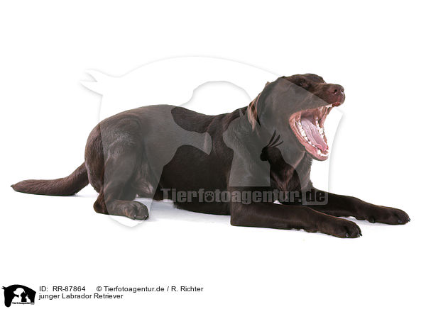 junger Labrador Retriever / RR-87864