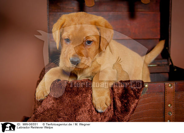 Labrador Retriever Welpe / Labrador Retriever Puppy / MW-06551