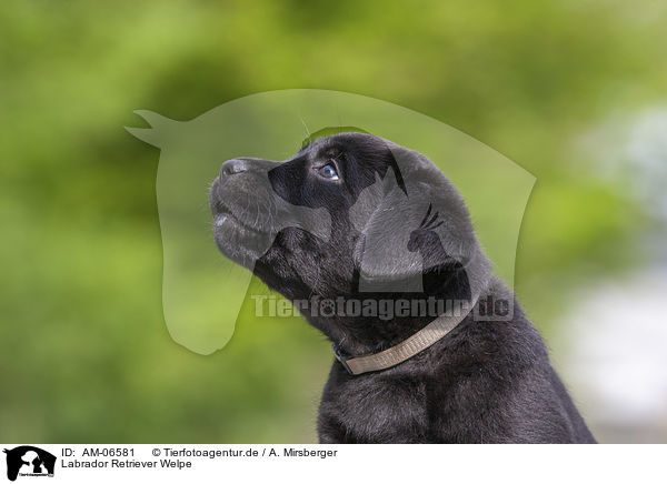 Labrador Retriever Welpe / Labrador Retriever Puppy / AM-06581