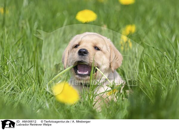 Labrador Retriever Welpe / Labrador Retriever Puppy / AM-06612