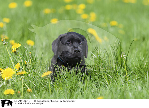 Labrador Retriever Welpe / Labrador Retriever Puppy / AM-06618