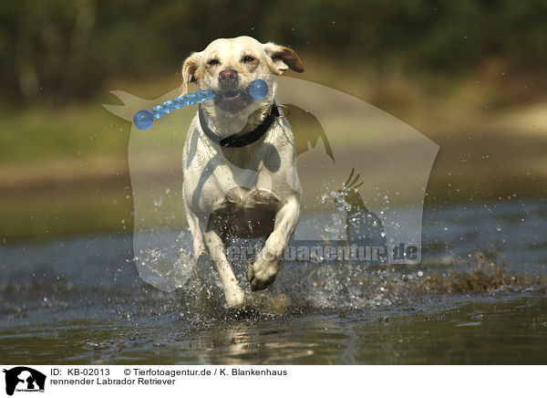 rennender Labrador Retriever / running Labrador Retriever / KB-02013
