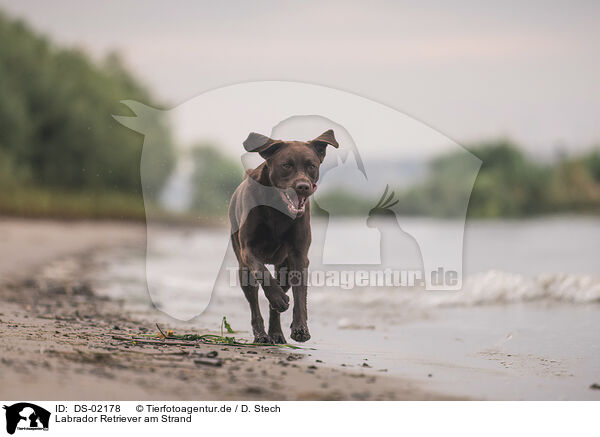 Labrador Retriever am Strand / Labrador Retriever at the beach / DS-02178