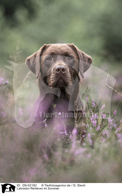 Labrador Retriever im Sommer / Labrador Retriever in summer / DS-02182