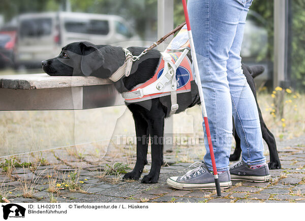 Blindenfhrhund / guide dog for the blind / LH-02015