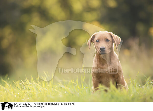 Labrador Retriever Welpe / LH-02332