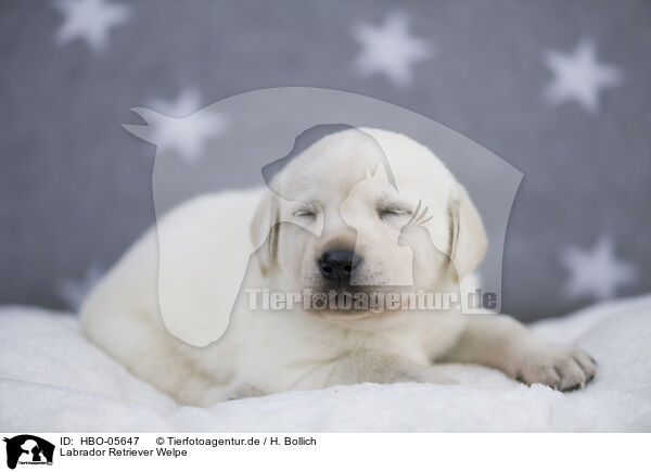 Labrador Retriever Welpe / Labrador Retriever Puppy / HBO-05647