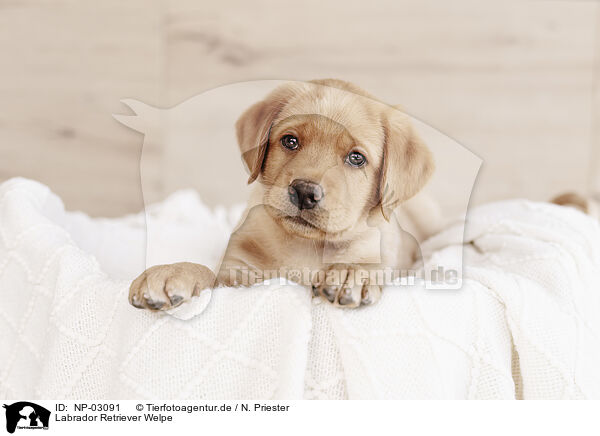 Labrador Retriever Welpe / NP-03091