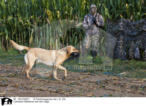 Labrador Retriever bei der Jagd / Labrador Retriever at hunt / SO-03821