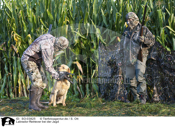 Labrador Retriever bei der Jagd / Labrador Retriever at hunt / SO-03825