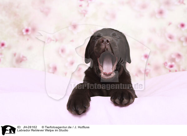 Labrador Retriever Welpe im Studio / Labrador Retriever Puppy in Studio / JH-28162
