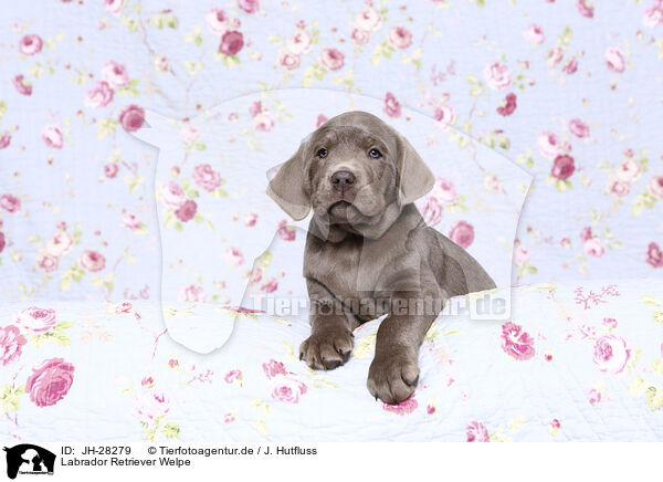 Labrador Retriever Welpe / JH-28279