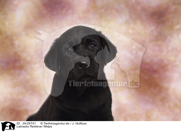 Labrador Retriever Welpe / JH-29741