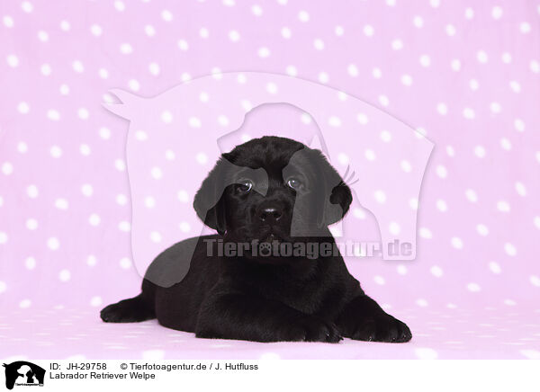 Labrador Retriever Welpe / JH-29758