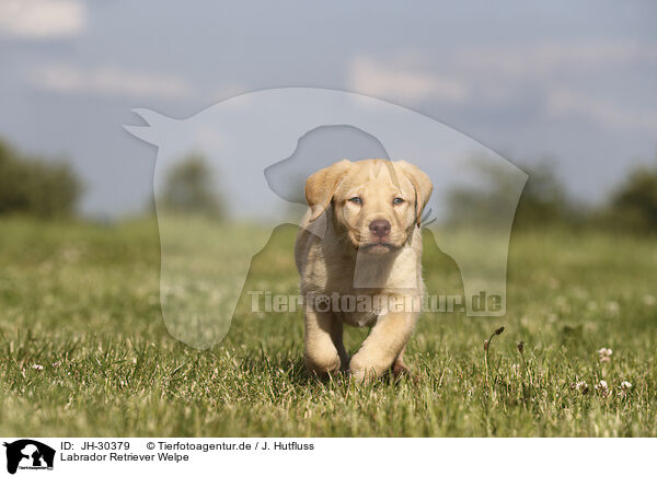Labrador Retriever Welpe / Labrador Retriever Puppy / JH-30379