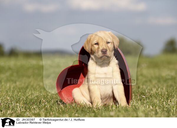 Labrador Retriever Welpe / Labrador Retriever Puppy / JH-30397