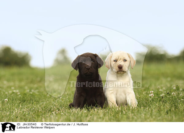Labrador Retriever Welpen / Labrador Retriever Puppies / JH-30540